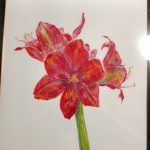 Amaryllis