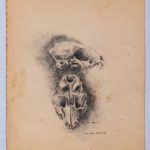 Catskull Study